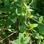 Manettia cordifolia Habit