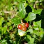 Arctostaphylos uva-ursi Frukto