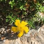 Hypericum balearicum Flor