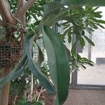 Angraecum sesquipedale Leaf