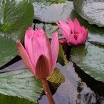 Nymphaea rubra Flower