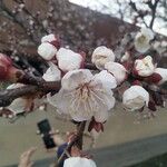 Prunus armeniaca Cvet