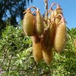 Ononis fruticosa Fruitua