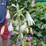 Ornithogalum candicans Flor