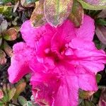 Rhododendron alabamense Blomma