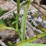 Iberis umbellata Likasa