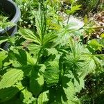 Geum × intermedium Liść