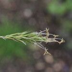 Carex leporina പുഷ്പം