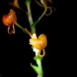 Liparis sambiranoensis Flor
