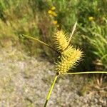 Carex hystericina Vrucht