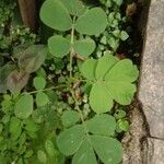 Cassia obtusifolia Leaf