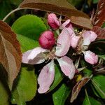 Malus × floribunda Кветка