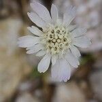 Lomelosia palaestina Fleur