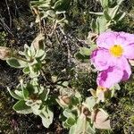 Cistus albidus Λουλούδι