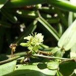 Passiflora suberosa Blomst