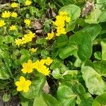 Caltha palustrisKwiat