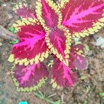 Coleus scutellarioides Leht