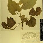 Aristolochia griffithii ᱮᱴᱟᱜ