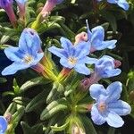 Glandora prostrata 花