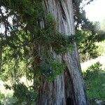 Juniperus excelsa Rhisgl