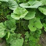 Petasites hybridus Alkat (teljes növény)