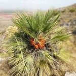 Chamaerops humilisBlatt