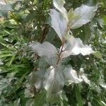 Elaeagnus commutata पत्ता