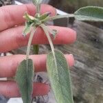 Salvia officinalisЛіст