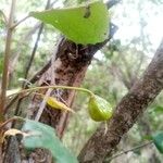 Crinodendron patagua Φρούτο