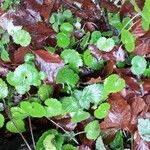 Saxifraga hirsuta Hoja