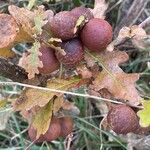 Quercus robur Mosusu