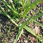 Allium siculum Leaf