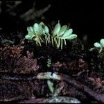 Platystele ovalifolia Cvet
