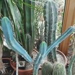 Myrtillocactus geometrizans 形态