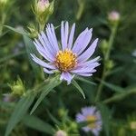 Symphyotrichum subspicatum