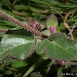 Mirabilis laevis Feuille