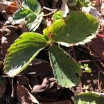 Fragaria virginianaYaprak