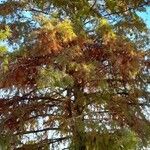 Taxodium distichum Хабит