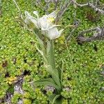 Chloraea magellanica Fiore