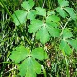 Aquilegia atrata Leaf