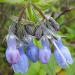 Mertensia paniculata Flor