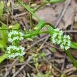 Valeriana woodsiana Květ