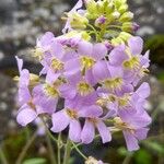 Arabidopsis arenosa 花