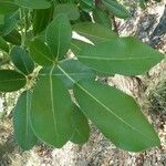 Tabebuia pallida Blatt