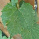 Vitis vulpina 葉