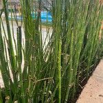 Equisetum giganteum Ліст