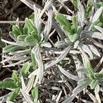 Lavandula pedunculata Blatt