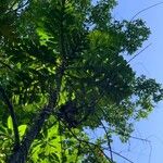 Artocarpus elasticus 葉