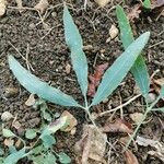 Falcaria vulgaris Leaf