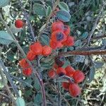 Cotoneaster franchetii ফল